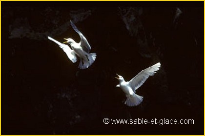 Mouettes tridactyles - Rissa tridactyla