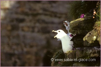 Fulmar boréal - Fulmarus glacialis