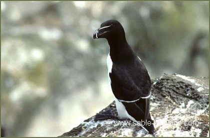 Pingouin torda - Alca torda