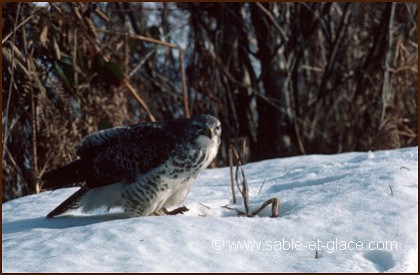 Buse variable - Buteo buteo