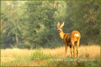 Chevrette - Capreolus capreolus