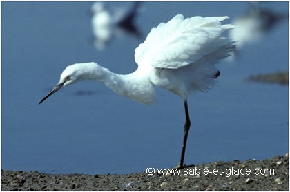 Aigrette garzette - Egratta  garzetta