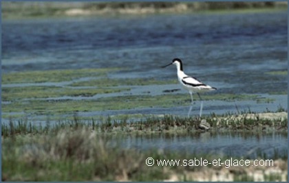 Avocette élégante et poussin - Recurvirostra avoseta