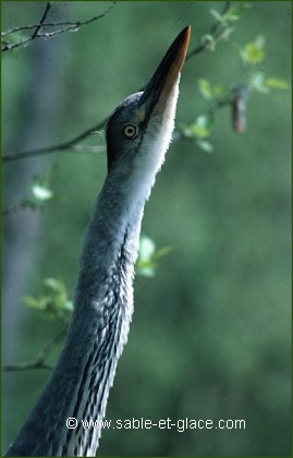 Héron cendré - Ardea cinerea