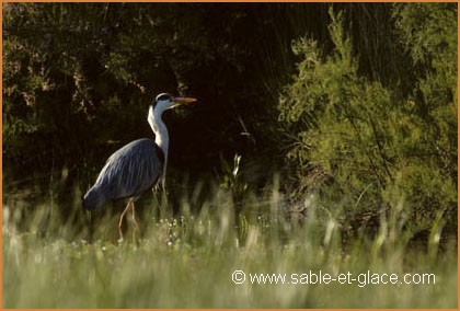 Héron cendré - Ardea cinerea