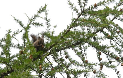 Sur un arbre perché...