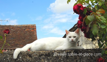Elle attend, patiente...