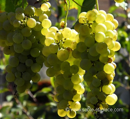 Mûrs ces raisins