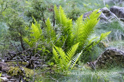 Vert tendre