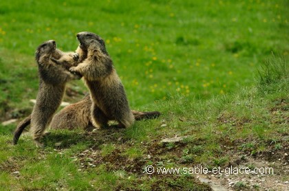 Confrontation