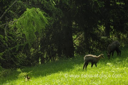 Dans le calme d'un sous bois