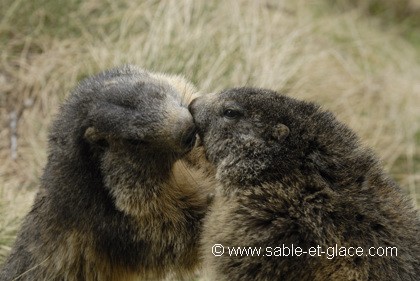 Le baiser d'adieu