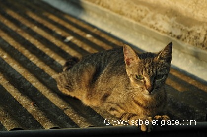 C'était mon chat