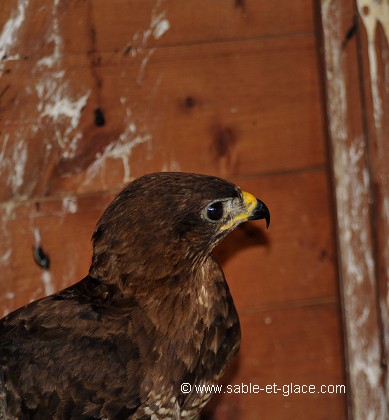 Buse portrait