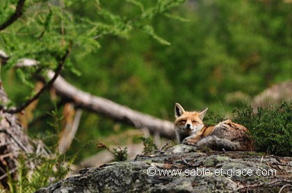 Au calme, c'est le repos avant la chasse