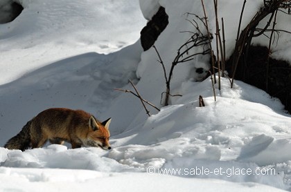 Sous l'épais tapis neigeux