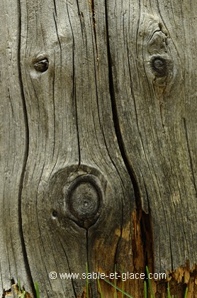 Le portrait de bois