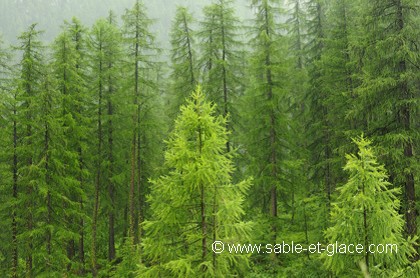 Vert tendre
