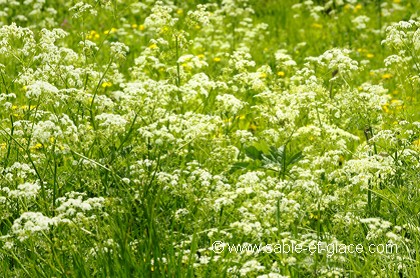 Prairie