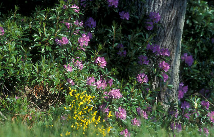 Le printemps  forestier